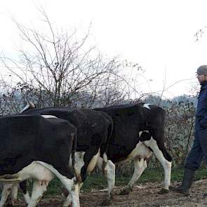 De koeien zijn hoofdzakelijk Fries-Hollands. Oorspronkelijk liepen er Montbeliardes, maar het karakter van deze dieren beviel hun niet. „Dit komt waarschijnlijk door de vorige eigenaar”, legt Aldert uit. „Boeren uit de omgeving met Montbeliardes hebben ge