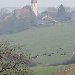 Ze boeren biologisch en de melk gaat naar een biologische kaasfabriek. Van de fabriek mag familie Lozeman de koeien geen kuilgras voeren, in verband met het risico op boterzuur. Dit betekent dat de dieren alleen maar gras of hooi krijgen. Daarnaast maakt