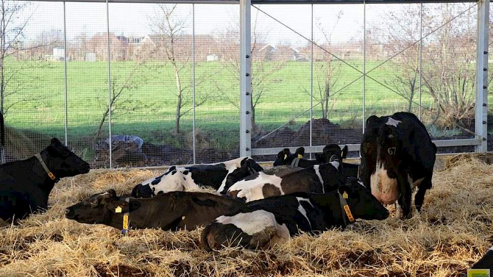 De pot met dichte vloer wordt ingestrooid met stro. 'We hebben ruige mest nodig voor het weidevogelbeheer in de polder', aldus de natuurboer.