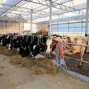 De Goeij heeft op dit moment 140 koeien, maar wil doorgroeien naar 200 dieren. Hij hoopt dat grondgebonden bedrijven buiten het nieuwe fosfaatbeleid gaan vallen.