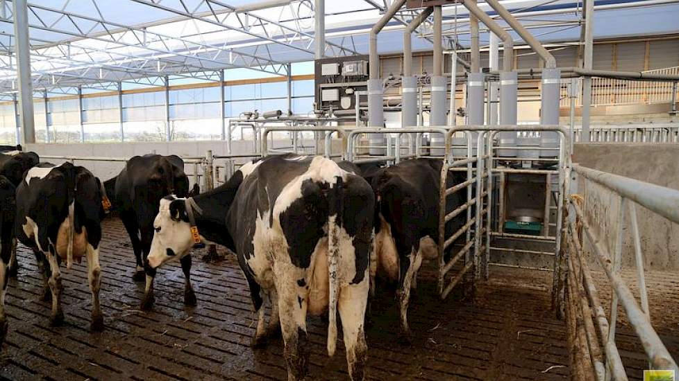 De laagproductieve koeien lopen links en de hoogproductieve dieren lopen rechts in de stal. In het deel van de hoogproductieve koeien staan krachtvoerboxen, aan de andere kant niet.