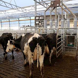 De laagproductieve koeien lopen links en de hoogproductieve dieren lopen rechts in de stal. In het deel van de hoogproductieve koeien staan krachtvoerboxen, aan de andere kant niet.