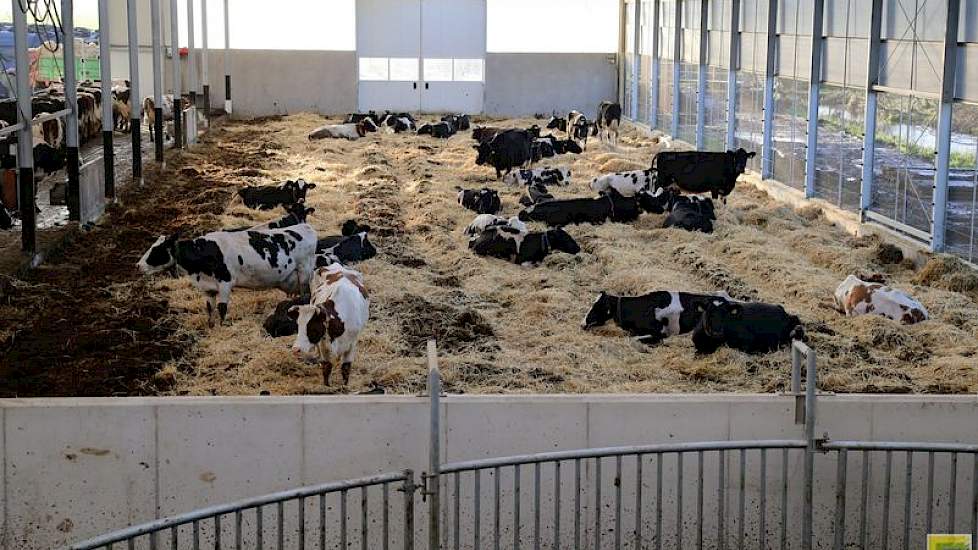 De overgang van de ligboxenstal naar de nieuwe huisvesting verliep gesmeerd, aldus De Goeij. 'De koeien eerder gewend waren dan de boer.'