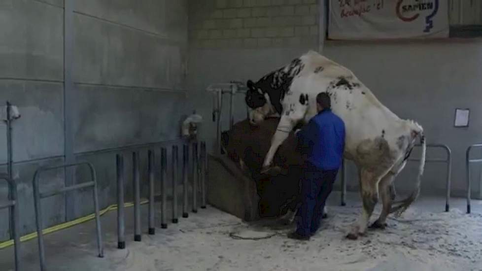 Jan rijdt rond - Jan melkt een STIER