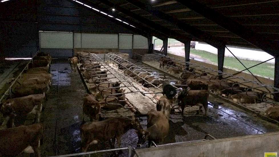 Achter de strobox, rechts van de voergang, zijn 48 ligboxen voor verse koeien gemaakt. Die zitten daar ongeveer drie maanden. Als boxbedekking kozen ze voor zand voor een optimaal koecomfort.