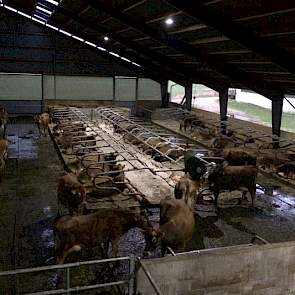 Achter de strobox, rechts van de voergang, zijn 48 ligboxen voor verse koeien gemaakt. Die zitten daar ongeveer drie maanden. Als boxbedekking kozen ze voor zand voor een optimaal koecomfort.