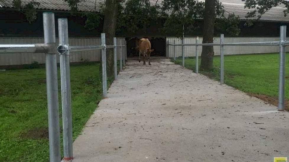 Via een drijfgang lopen de verse koeien naar de oude stal, waar ze worden gemolken.