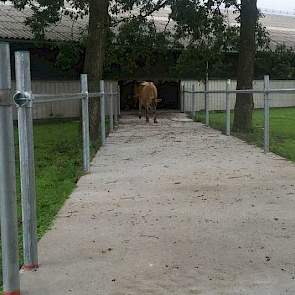 Via een drijfgang lopen de verse koeien naar de oude stal, waar ze worden gemolken.