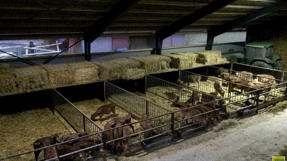 Aan de linkerkant van de voergang zit het jongste jongvee en is er opslag voor stro.