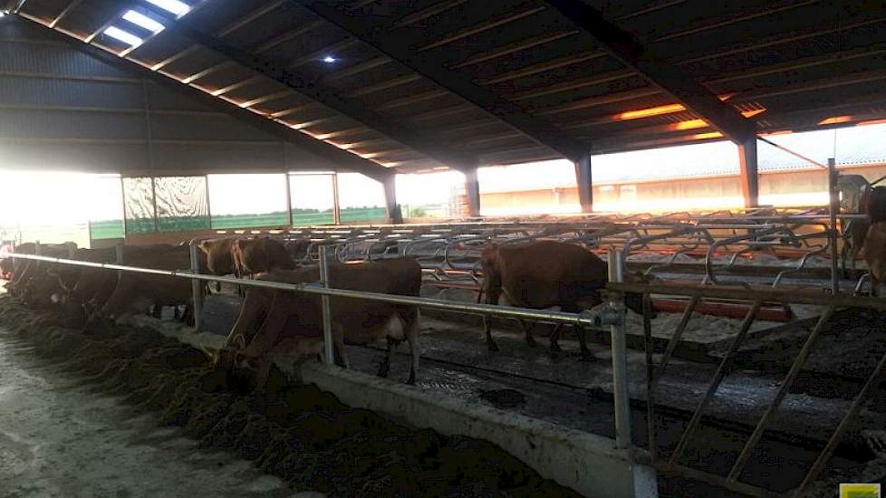 Op dit moment wordt er nog gewerkt met een buis. De jerseys ontsnappen echter te vaak, waardoor de buis binnenkort wordt vervangen door een voerhek, zo vertelt Hester.