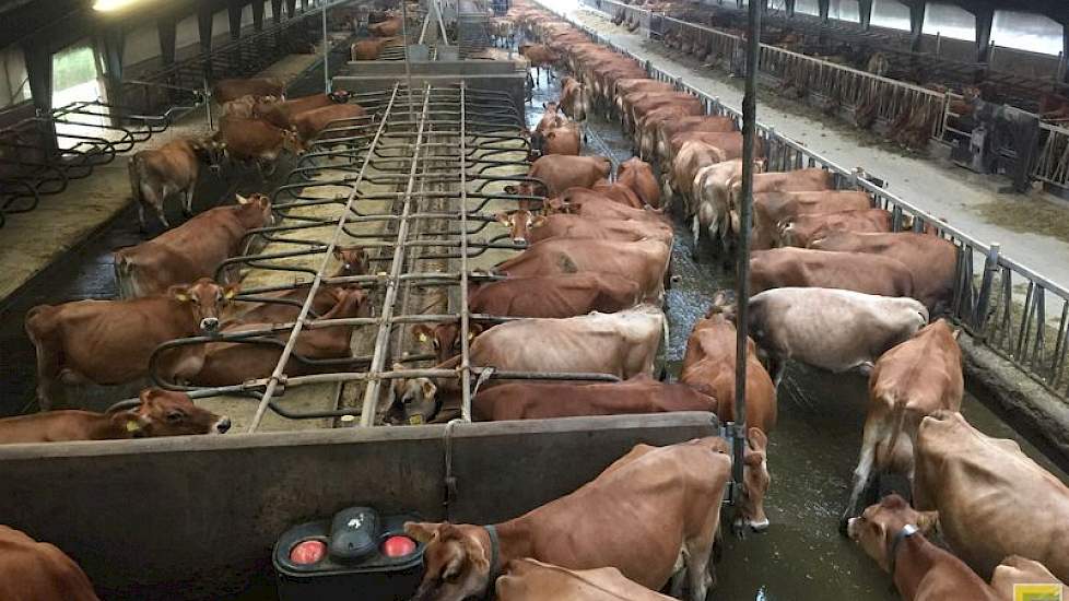 Het oudere jongvee wordt, samen met de overige melkkoeien in de ligboxenstal van 1999 gehuisvest. Links is de doorgang zichtbaar naar de nieuwe stal.