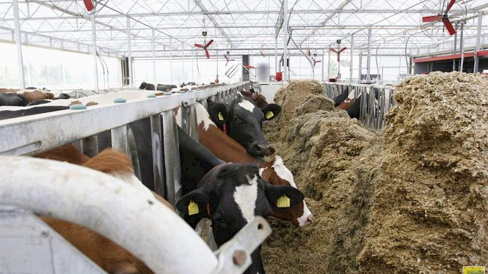 Ook het Weelink voersysteem is afkomstig uit de oude stal. Vooral de kosten, de arbeidsbesparing en het fris houden van het voer gaven de doorslag om ook in de nieuwe stal weer voor het voersysteem te kiezen. Willie ziet vooral ook het voordeel in combina