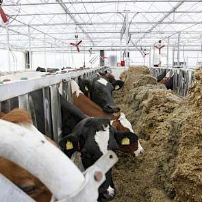 Ook het Weelink voersysteem is afkomstig uit de oude stal. Vooral de kosten, de arbeidsbesparing en het fris houden van het voer gaven de doorslag om ook in de nieuwe stal weer voor het voersysteem te kiezen. Willie ziet vooral ook het voordeel in combina