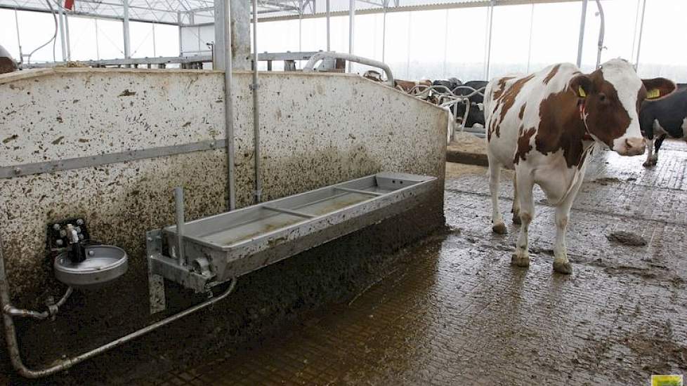 Leuk detail in de stal. Peters ervoer dat sommige koeien liever uit een grote waterbak en andere liever uit een klein waterbakje drinken. Daarom koos hij er voor om beide systemen naast elkaar te plaatsen.