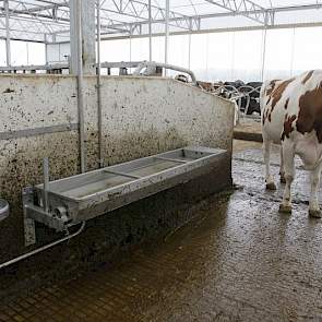 Leuk detail in de stal. Peters ervoer dat sommige koeien liever uit een grote waterbak en andere liever uit een klein waterbakje drinken. Daarom koos hij er voor om beide systemen naast elkaar te plaatsen.