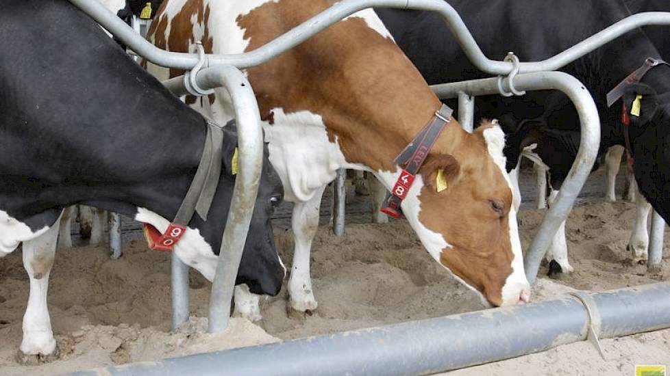 Zand in de boxen leken Willie en Monique de beste boxbedekking voor de koe. 'Het is anorganisch en geeft daarom minder kans op besmetting met ziektekiemen, het geeft veel ligcomfort, in de zomer voert het makkelijker de warmte van de koeien af en het maak