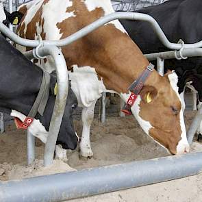 Zand in de boxen leken Willie en Monique de beste boxbedekking voor de koe. 'Het is anorganisch en geeft daarom minder kans op besmetting met ziektekiemen, het geeft veel ligcomfort, in de zomer voert het makkelijker de warmte van de koeien af en het maak