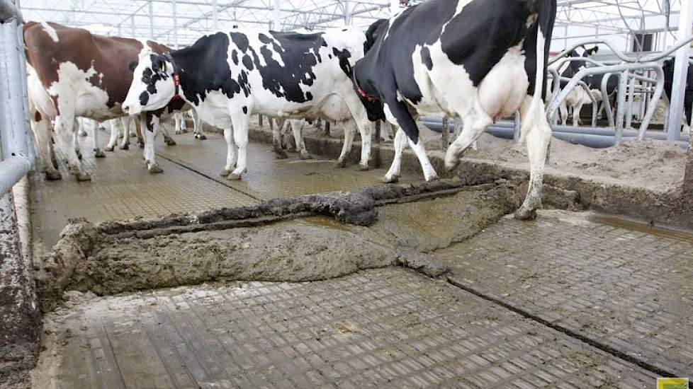 De emissiearme W5 vloer van HCI beton heeft in het midden een giergoot. Bij de bouw is er rekening mee gehouden dat de urine apart opgevangen kan worden. Dit wordt primaire mestscheiding genoemd. Op dit moment werken ze niet met het systeem. Wel leverde h