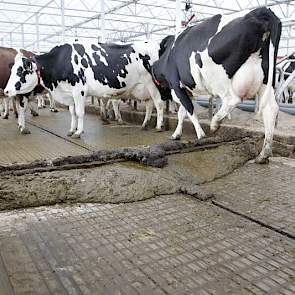 De emissiearme W5 vloer van HCI beton heeft in het midden een giergoot. Bij de bouw is er rekening mee gehouden dat de urine apart opgevangen kan worden. Dit wordt primaire mestscheiding genoemd. Op dit moment werken ze niet met het systeem. Wel leverde h