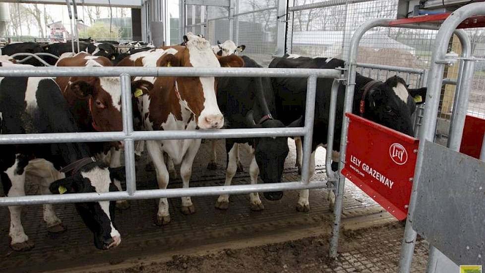 ‘Veel melk uit ruwvoer’, is het motto van de ondernemers. Daarom proberen ze het weidegras in de zomerperiode optimaal te benutten. De huiskavel van 28 hectare biedt daar voldoende ruimte voor. Uit de melkcontrole-uitslag blijkt dat ook de koeien in de zo