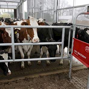 ‘Veel melk uit ruwvoer’, is het motto van de ondernemers. Daarom proberen ze het weidegras in de zomerperiode optimaal te benutten. De huiskavel van 28 hectare biedt daar voldoende ruimte voor. Uit de melkcontrole-uitslag blijkt dat ook de koeien in de zo