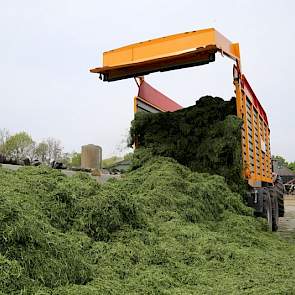 In totaal reden er drie silagewagens mee. Veerbeek schat het ingekuilde gras op ongeveer 45 procent drogestof. 'Niet te droog en niet te nat. Als ik wel had geschud was het veel te droog  geworden.'