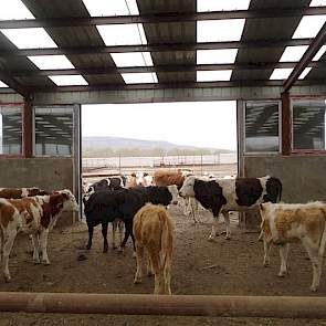 Anouk Andriessen (26) student Dier- en Veehouderij: „Een paar keer hebben we een paddock van zand aan de stal gezien waar de koeien in mochten spelen. Op traditionele – kleinere - bedrijven die wij gezien hebben, hielden de Chinezen koeien in een open sta