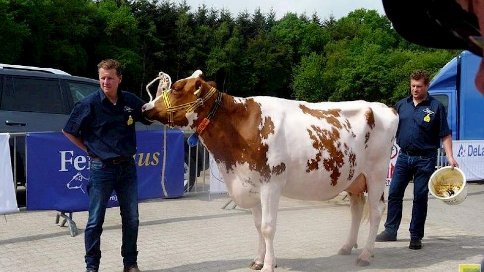 Hans Sleumer met Maximus dochter Josefien 76 (AV87)en daarachter eigenaar/directeur Max van de Kerkhof van FertiPlus. Sleumer is vier dagen per week werkzaam voor FertiPlus, als fokkerij-en paringsadvsieur. In zijn eigen veestapel past hij de Fleckvieh kr