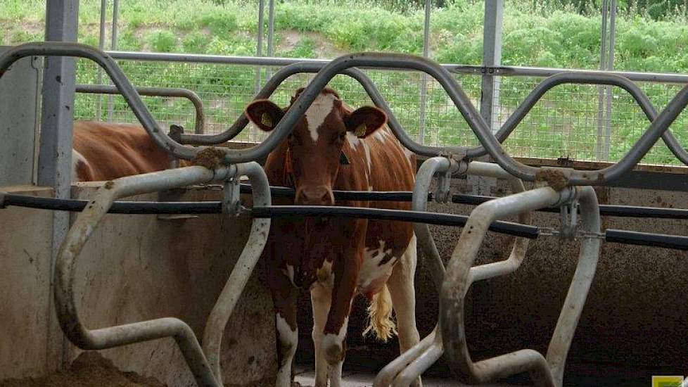 De Doro box kenmerkt zich door de beweegbare geveerde nekketting en het ontbreken van een schoftboom en kopboombuis. Daardoor heeft de koe volledige bewegingsvrijheid bij het opstaan en liggen gaan. Toch gaan de koeien recht  in de box liggen, aldus Jan H