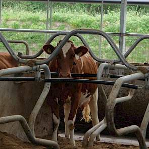 De Doro box kenmerkt zich door de beweegbare geveerde nekketting en het ontbreken van een schoftboom en kopboombuis. Daardoor heeft de koe volledige bewegingsvrijheid bij het opstaan en liggen gaan. Toch gaan de koeien recht  in de box liggen, aldus Jan H