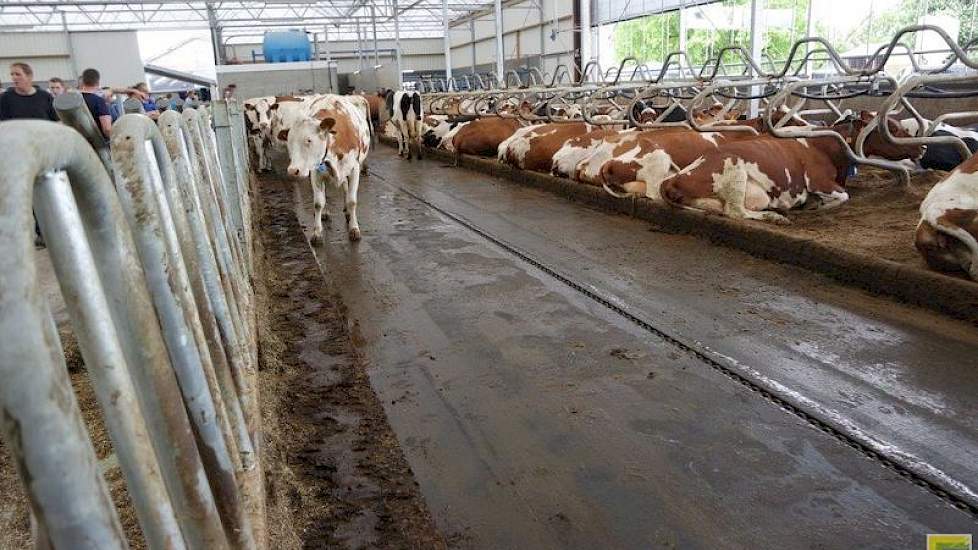 De vloer van gietasfalt op afschot met gier afvoergoot zorgt niet alleen voor reductie van ammoniak, maar vooral ook voor uitstekende grip. Toch kan de vloer glad worden, als de mest in de zomer indroogt. Daarom heeft Hans Sleumer watersproeiers onder lan