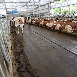 De vloer van gietasfalt op afschot met gier afvoergoot zorgt niet alleen voor reductie van ammoniak, maar vooral ook voor uitstekende grip. Toch kan de vloer glad worden, als de mest in de zomer indroogt. Daarom heeft Hans Sleumer watersproeiers onder lan