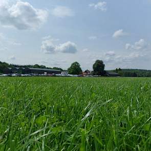 Er is bewust gekozen voor weidegang. Bij graslandvernieuwing gaat er een gras/klaver mengsel de grond in. Niet omdat de maatschap Harkink – Sleumer biologisch boert maar vanwege de afnemende bemestingsruimte. Ook is de gras/klaverweide smakelijker, vooral