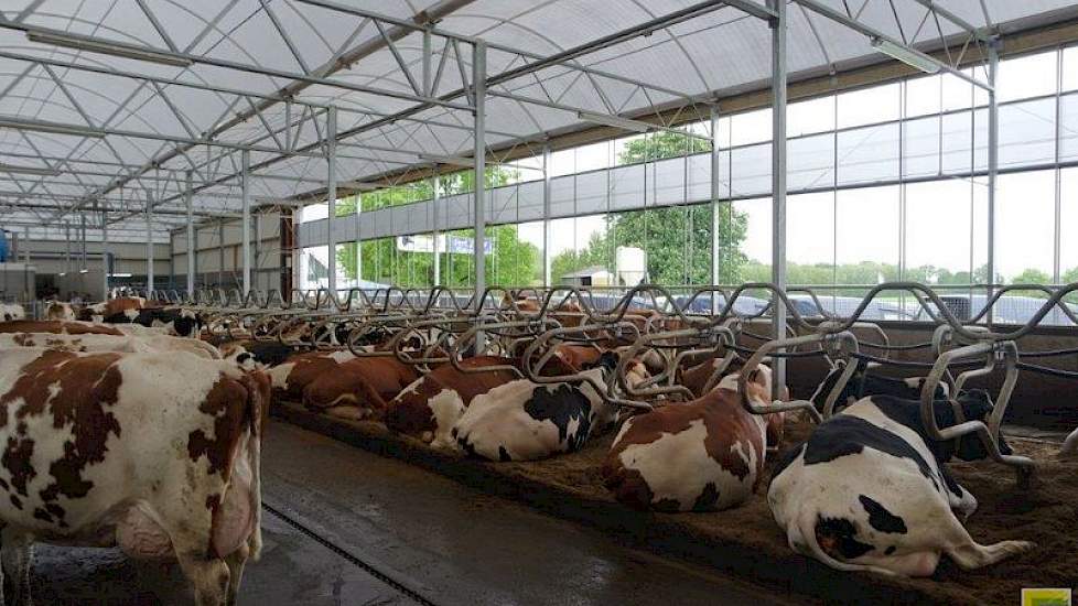 Mede dankzij de Doro box gaan de koeien graag liggen in de diepstrooiselboxen, die zijn gevuld met meststrooisel. Dat doet Bennie Essink uit het naburige Barchem, die in 2014 stopte met melken en zich specialiseerde in meststrooisel. Zijn mestverwerkingsm