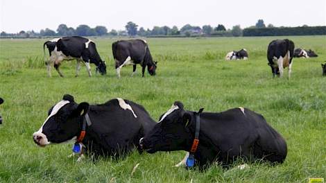 Onze onderneming zout Sophie Virtuele afrastering werkt ook bij tochtige koe | Melkvee.nl - Nieuws en  kennis voor de melkveehouder