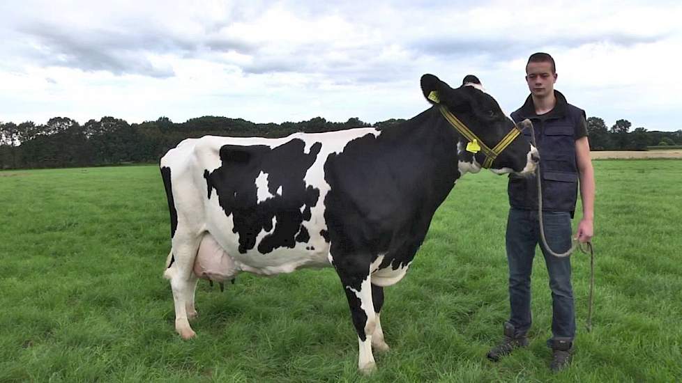 Klaartje 44 van Fam. Eppink- Ebbers uit Aalten - www.melkvee.nl: Beste Boerenkoe 2016