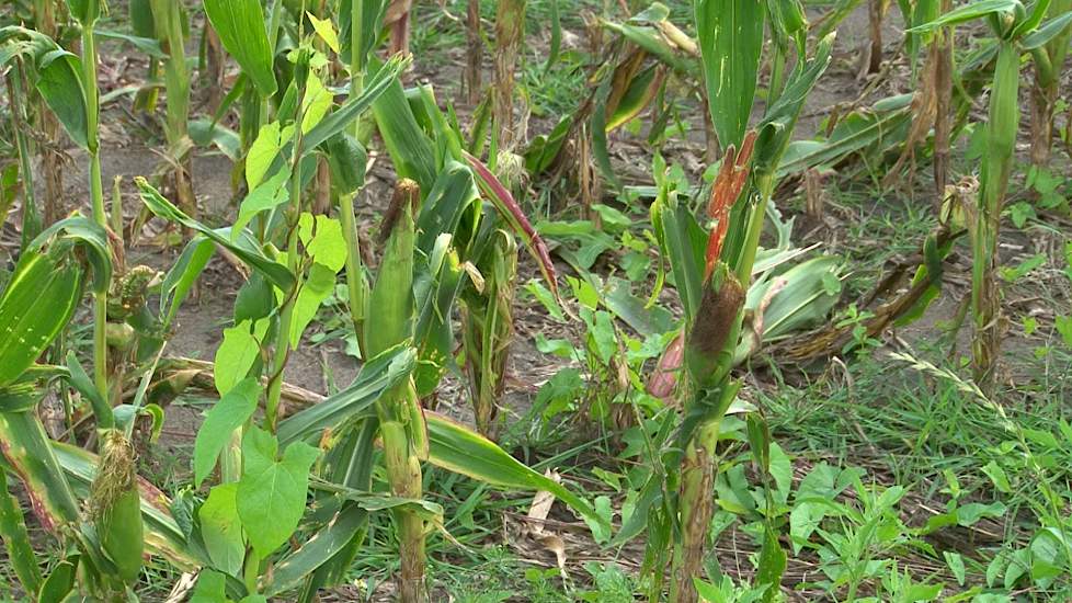 Geen gras maar opnieuw mais na noodweer in Noord-Brabant - www.melkvee.nl