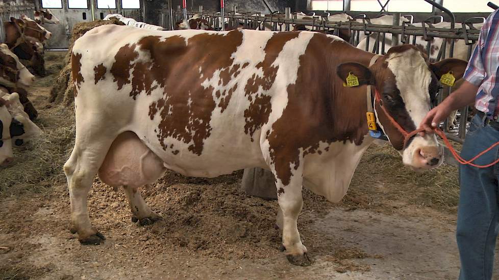 Jeanette 52 van Fam. Vernooij uit Werkhoven (UT) - www.melkvee.nl: Beste Boerenkoe 2016