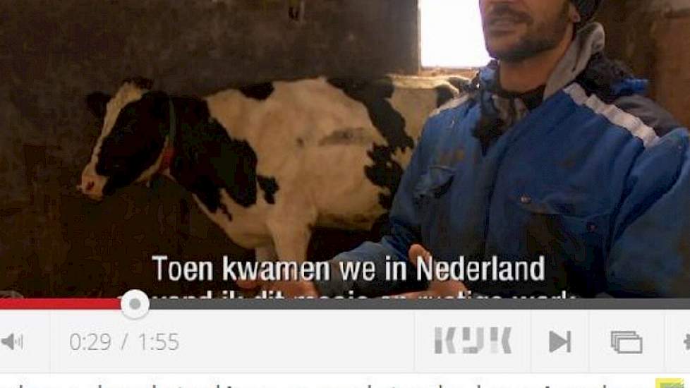 Syrische vluchteling werkt als koeienboer