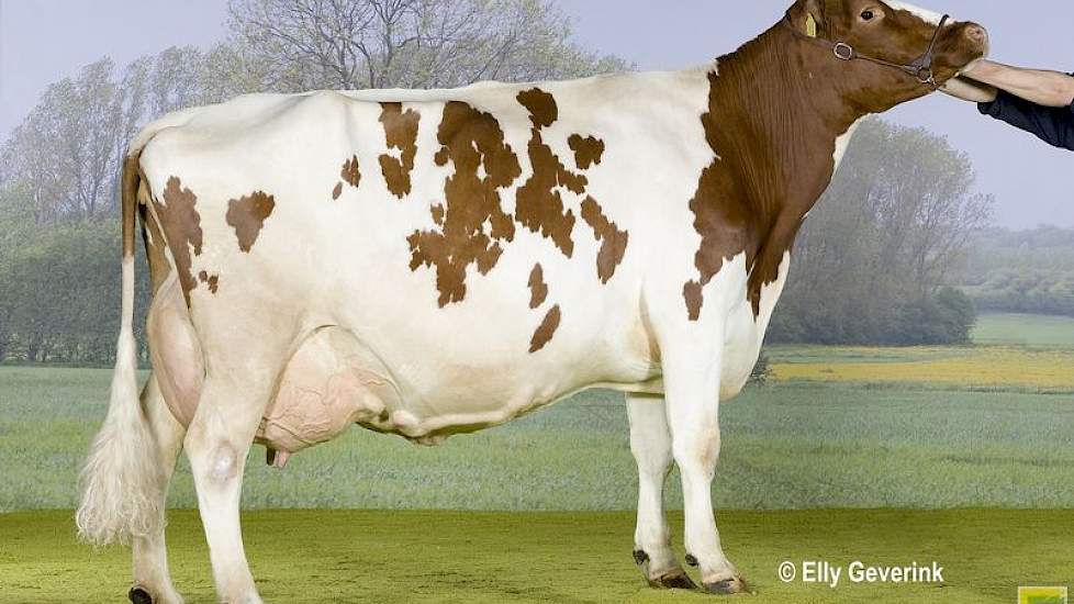 Julia 382 (Stadel x Beverlake Nick) is de moeder van Lowlands Bolero en Red Cliff en de grootmoeder van Julandy en Jotani.