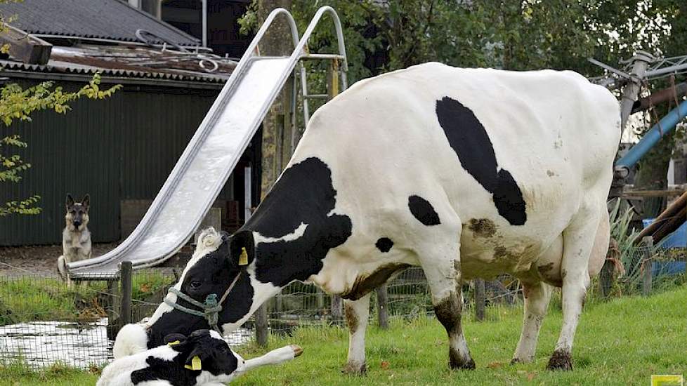 Beatrix 70 (Russel x Rogeer 123) op zevenjarige leeftijd, met haar pasgeboren zesde kalf.