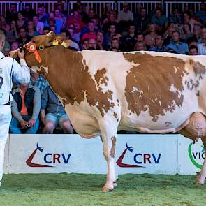 Op 1C liep Savarddochter Twente Dairies José 418 van Harry Tijhuis uit Hooghalen. Daarmee liet ze onder andere de algemeen kampioene van de vorige NRM, Barendonk Brasilera 12, achter zich. Verderop in de rubriek liepen nog de kampioenes van Zwolle (5e) en