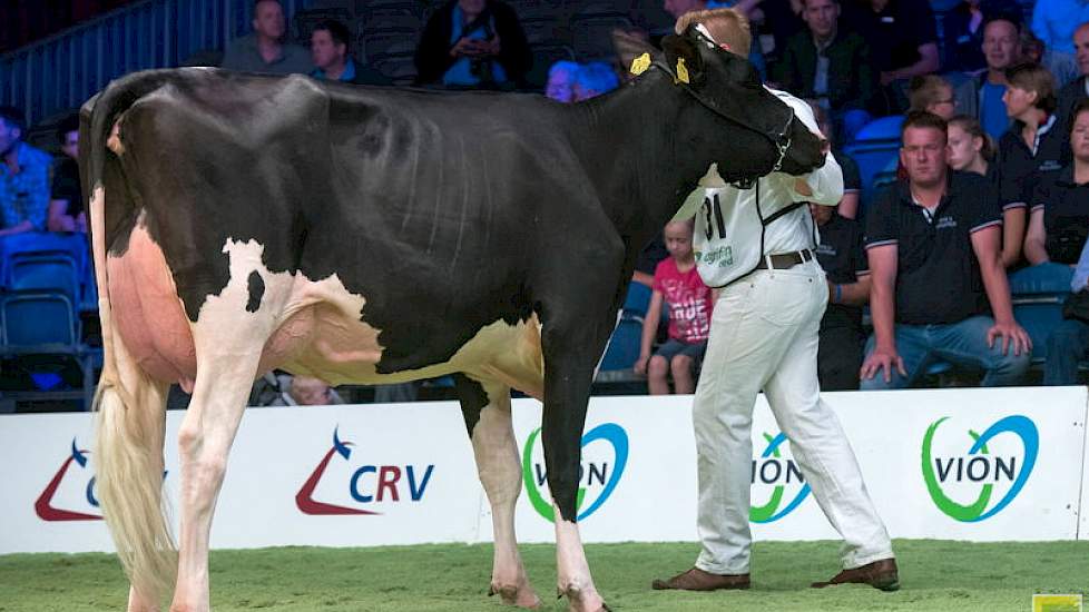 Prairiehoeve Maggie 82 was een van de drie door de inmiddels gestopte Alex Verwaaijen uit Beilen gefokte dieren op de show. De Golden Dreamsdochter is inmiddels eigen aan de familie Jonkers uit Dwingeloo en werd 1A in rubriek 2.