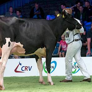 Prairiehoeve Maggie 82 was een van de drie door de inmiddels gestopte Alex Verwaaijen uit Beilen gefokte dieren op de show. De Golden Dreamsdochter is inmiddels eigen aan de familie Jonkers uit Dwingeloo en werd 1A in rubriek 2.