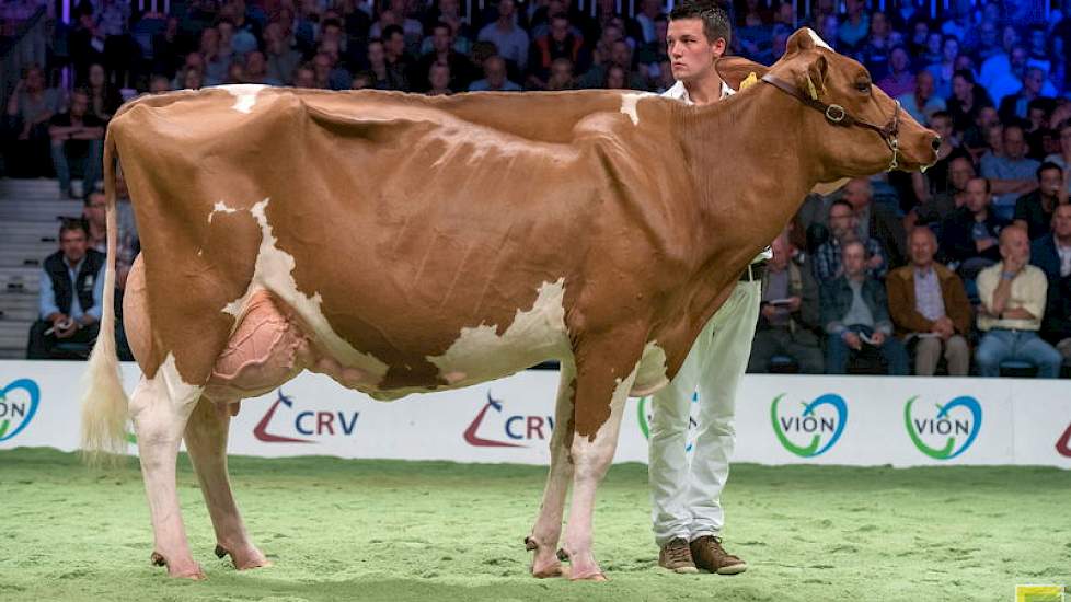 Pleasuredochter Welland Sien 2 van de familie van der Wel uit Hoogblokland had ook het type waar de Duitse keurmeester Lambert Weinberg naar op zoek was. Zij werd 1C in deze zeer sterke rubriek, waarin meerdere zeer goed gebouwde dieren met veel kwaliteit