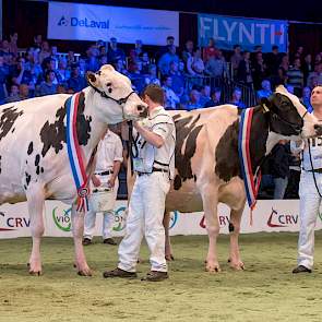 Het kampioensduo bij de oudere zwartbonten bestond uit de giganten Bons-Holsteins Ella 158 (rechts) en Jimm. Holstein Hellen 589. De eervolle vermelding was voor de fraaie Geertje 567. Overigens heeft het NRM-kampioenschap voor Koba aan een zijden draadje