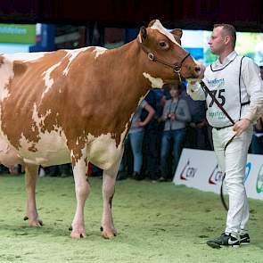 De laatste rubriek bij de roodbonten was puur genieten. Nooit eerder is er een rubriek op de NRM geweest, waarbij het niveau zo hoog was en zo dicht bij elkaar lag. Tot achteraan stonden louter beste koeien opgesteld. Duidelijk kopnummer was desalniettemi