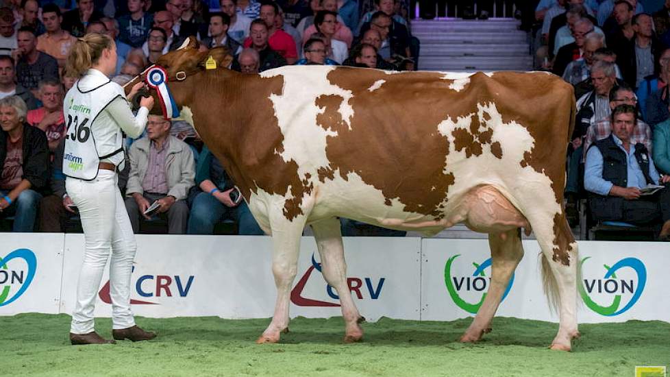 Met rubriek 13 begon de middenklasse bij de roodbonten. Het hoge niveau bij de vaarzen werd hier moeiteloos doorgetrokken. 1A in deze zeer goede rubriek werd Jotandochter Brook Marie 68 van de familie Puttenstein uit Kamperveen. Haar volle broer is de vad