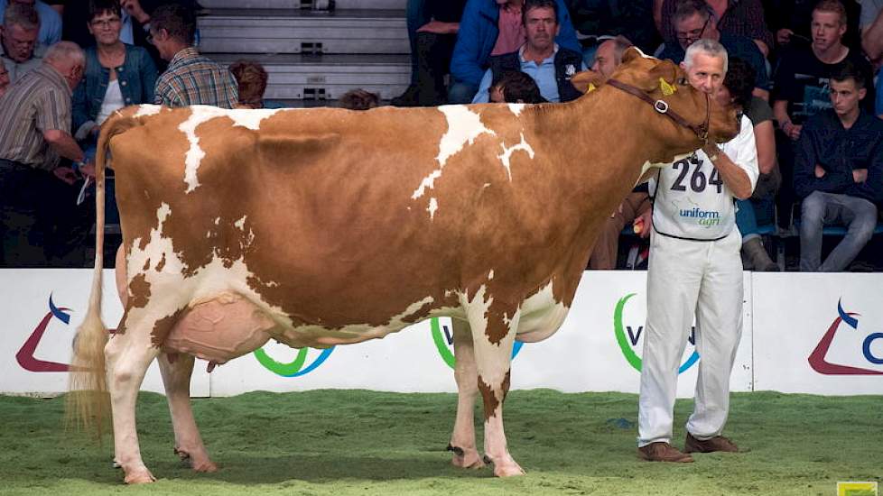 Nog een voorbeeld van het hoge niveau in deze rubriek: de imponerende Zabingdochter Jipsing Bontje 39 van de familie Engelen uit Grashoek moest genoegen nemen met een 11e plek!