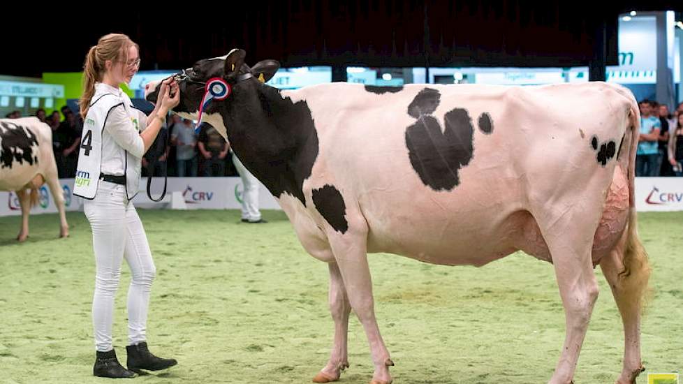 In opnieuw een sterke rubriek waarin bijvoorbeeld HHH-middenklaskampioene Bons-Holsteins Aaltje 114 genoegen moest nemen met een 6e plaats, kwam de correctgebouwde Moguldochter Drouner AJDH Cosmo op kop.